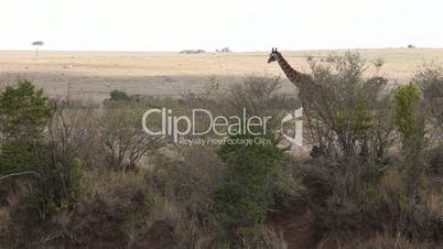 Giraffes At A Game Park In Kenya Africa