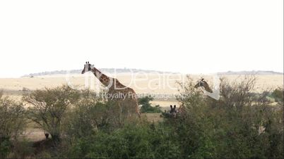 Giraffe Adult With Young Walking In Savanna