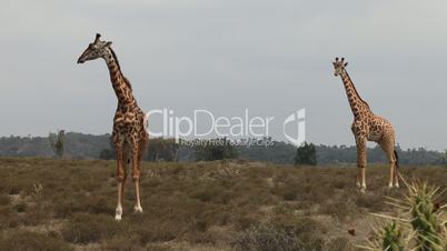 Giraffe Family Walking Together At Sunset