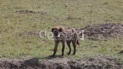 Spotted Hyena Walking Close-Up