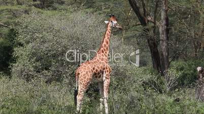 Closeup of a giraffe eating leaves of a tree.