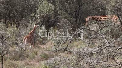 Giraffe Adult With Young Walking In Savanna, Masai Mara, Kenya