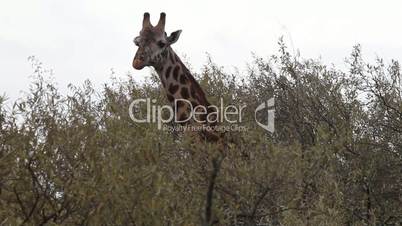 Closeup of a giraffe eating leaves
