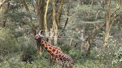 Giraffe in the savanna. Kenya.