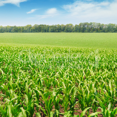 corn field with the young shoots