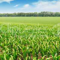 corn field with the young shoots