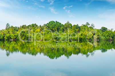 Mangroves and blue sky
