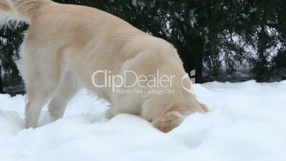 sniffing dog in the snow