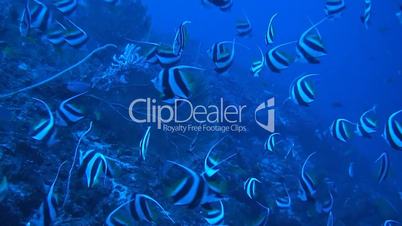 Shoal of Bannerfish on a Coral reef