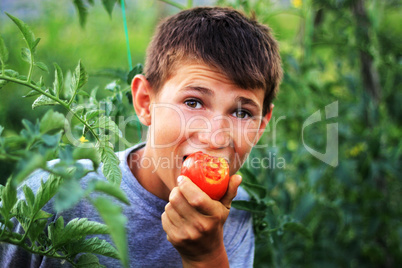 Young boy eating fresh tomato