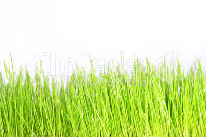 Gras