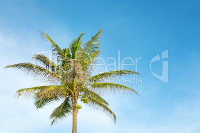 high palm on background of blue sky