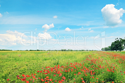 field of wheat and red poppies