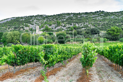 vineyard in provence