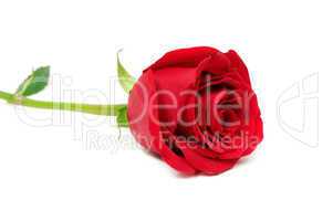 Beautiful red rose