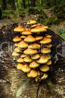 Hallimasch - Honey fungus