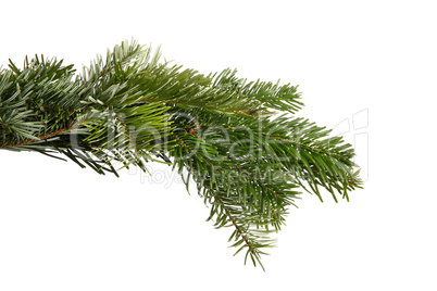 Snowy fir branch