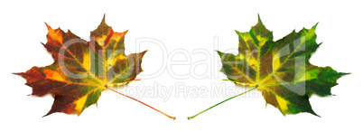 Multicolor autumn maple leafs