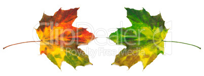 Red and green yellowed maple-leafs