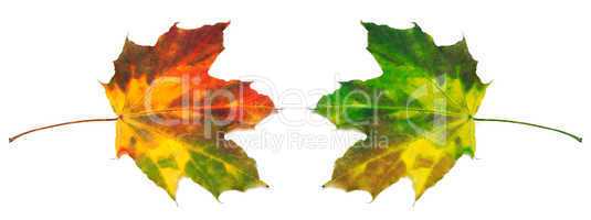 Red and green yellowed maple-leafs