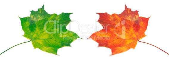 Green and red maple-leafs