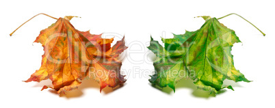 Dry orange and green maple-leaf