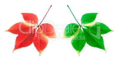 Red and green leafs on white background