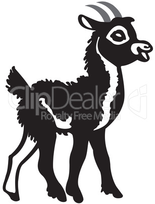 Little black goat