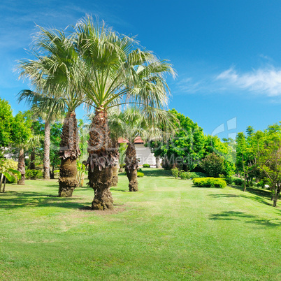 Tropical palm trees in a beautiful park