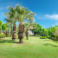 Tropical palm trees in a beautiful park