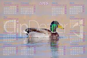 European 2015 year calendar with male mallard duck
