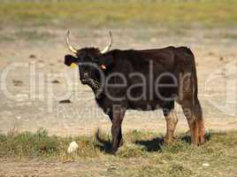 Typical cow, Camargue, France