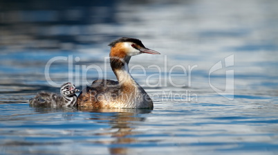 Crested grebe, podiceps cristatus, duck and baby