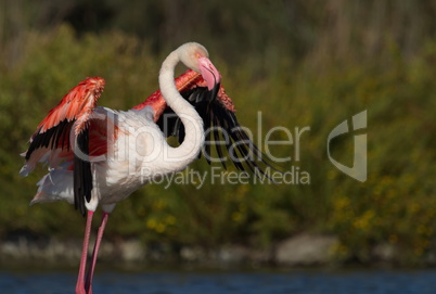 Greater flamingo, phoenicopterus roseus, Camargue, France