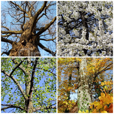 Set of four seasons trees