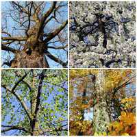Set of four seasons trees