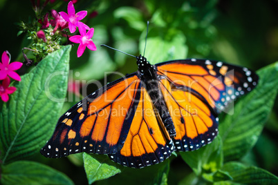 Monarch Danaus Plexippus