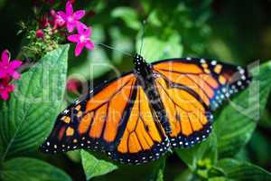 Monarch Danaus Plexippus