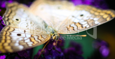 White Peacock Anartia Jatrophae