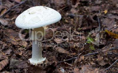 Amanita verna. mushrooms in the forest