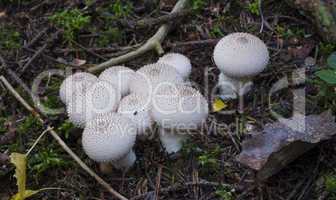Lycoperdon. mushrooms in the forest
