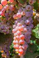Bunch of pink grapes