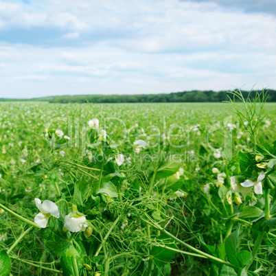 field with flowering peas and blue sky