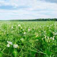 field with flowering peas and blue sky