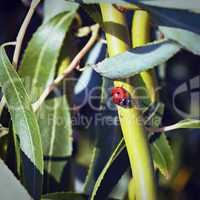 ladybug on green branch