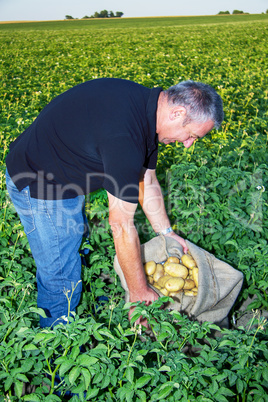 Farmer at his control potatoes