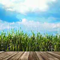 view of the sky through the green grass