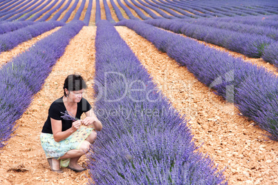 Woman picking herself Lavender