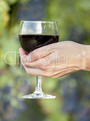 Woman's hand holding glass of red wine in vineyard