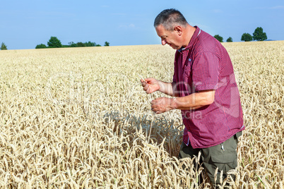 Farmer controls his wheat field